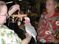 castano_bird_toy Birds love leather toys. On site at Twin Leather in Brockton, Mass.