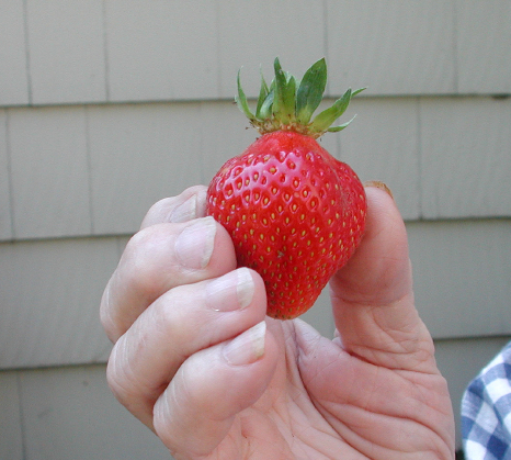strawberryinmymothershand strawberryinmymothershand
