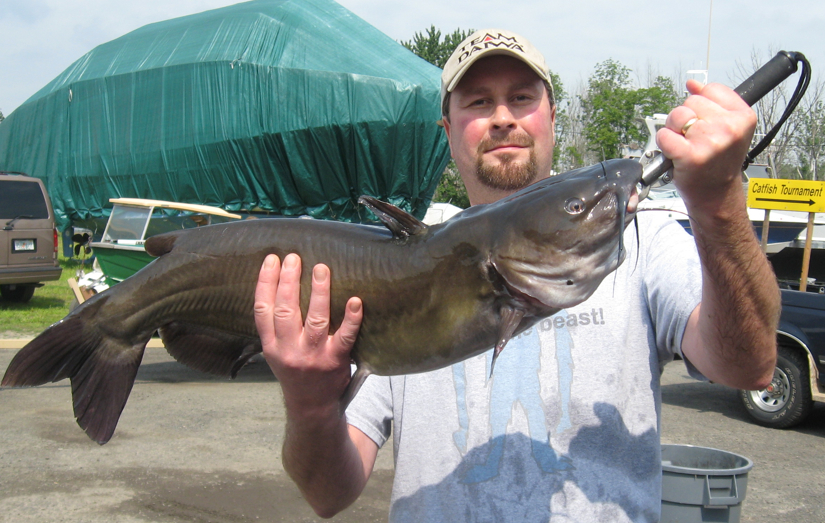 big-catfish1