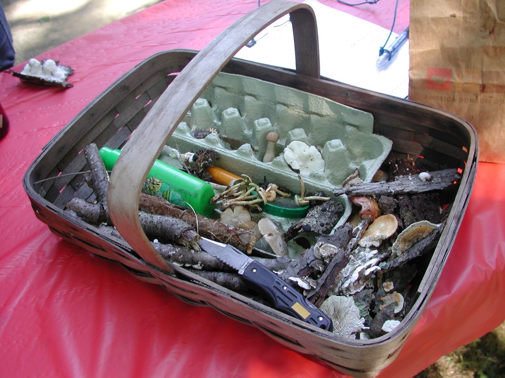 Basket of specimens.