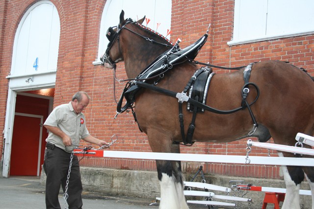 Hitching up the team of Hallamore Clydesdales at the 2009 Big E. Photo series by Chris Brunson.