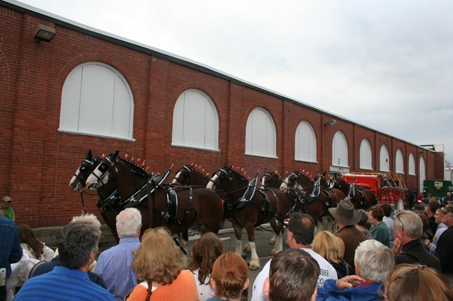 Clydesdales, photo by Chris Brunson