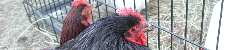 Happy hens produce good-tasting eggs - better than store bought.