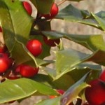 holly1