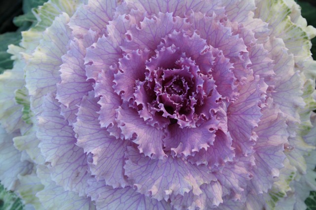 Natural beauty - flowering kale. Flowering kale - cold-tolerant and surprisingly beautiful - grown by Running Brook Farms.