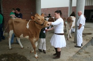 Real life - handling livestock such as cattle calls many skills into play.
