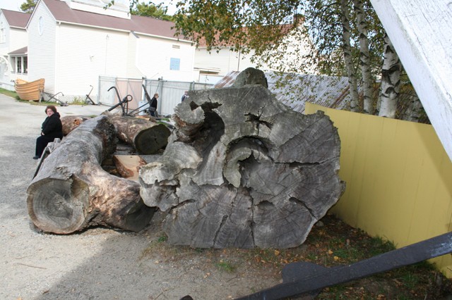 A huge live oak now awaits rebirth as part of the legend that is the Charles W. Morgan.